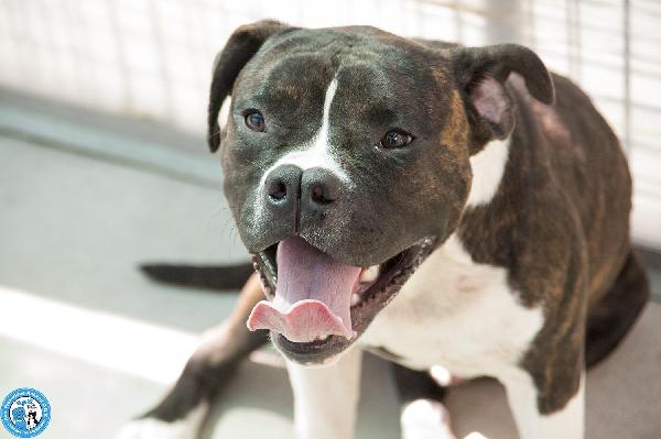 Clony, Mix Amstaff Giovane E Pieno Di Vita…
